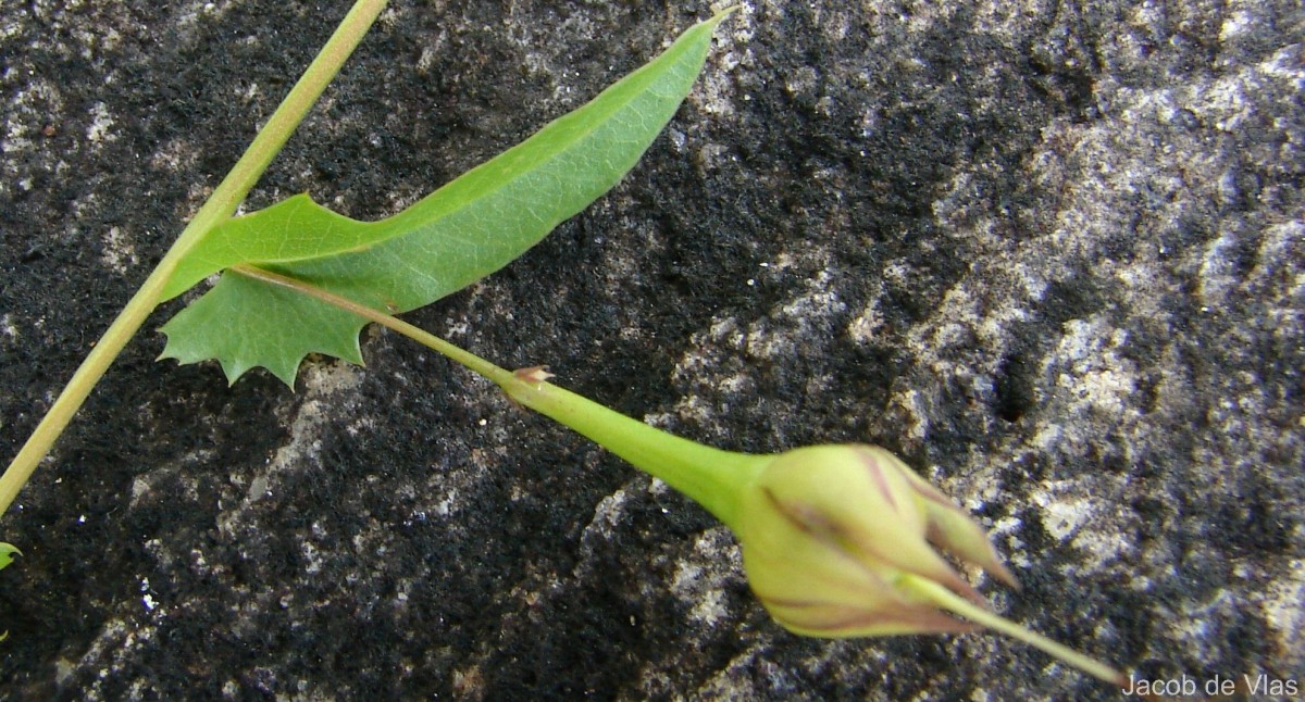 Xenostegia tridentata (L.) D.F.Austin & Staples